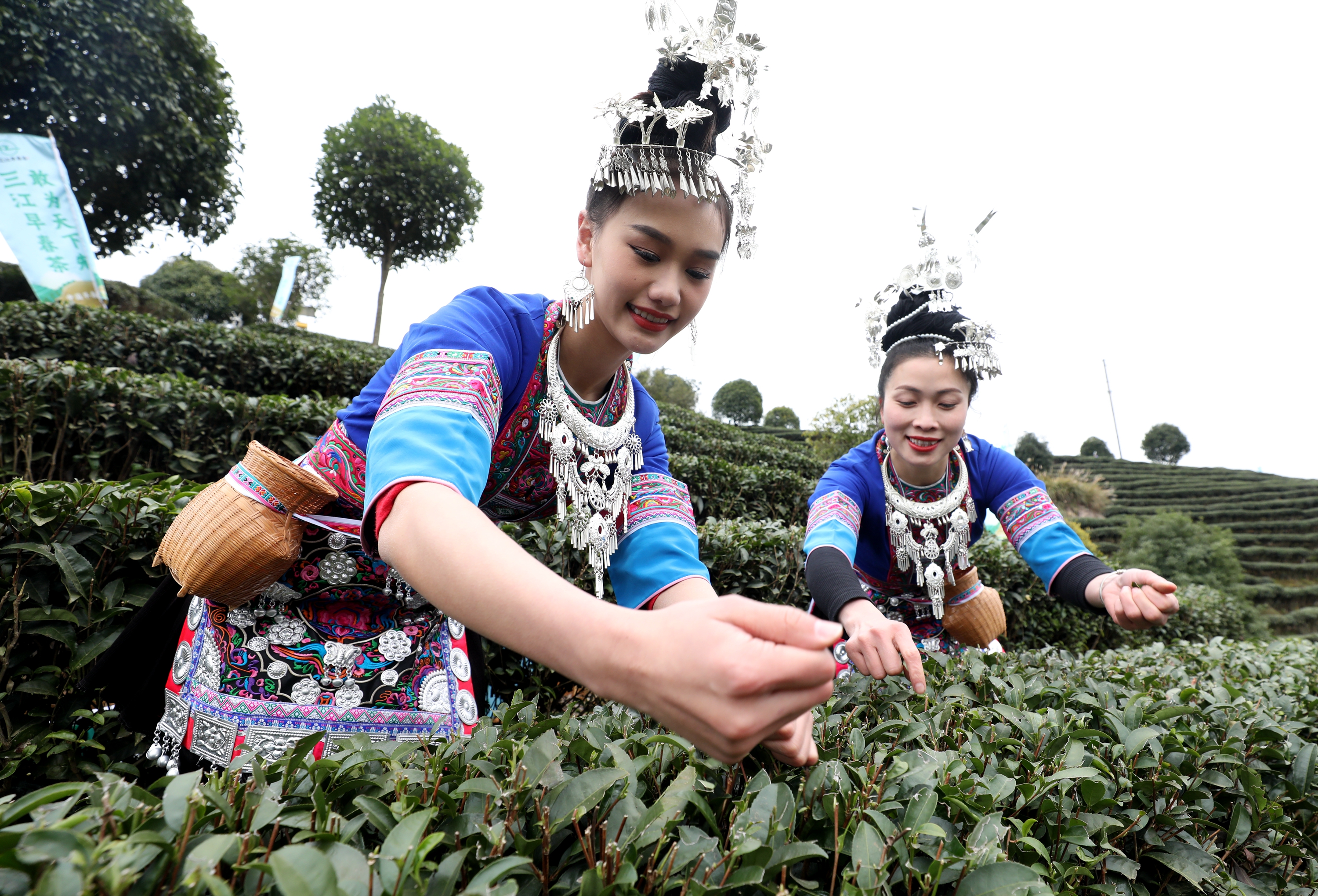 侗族姑娘采春茶