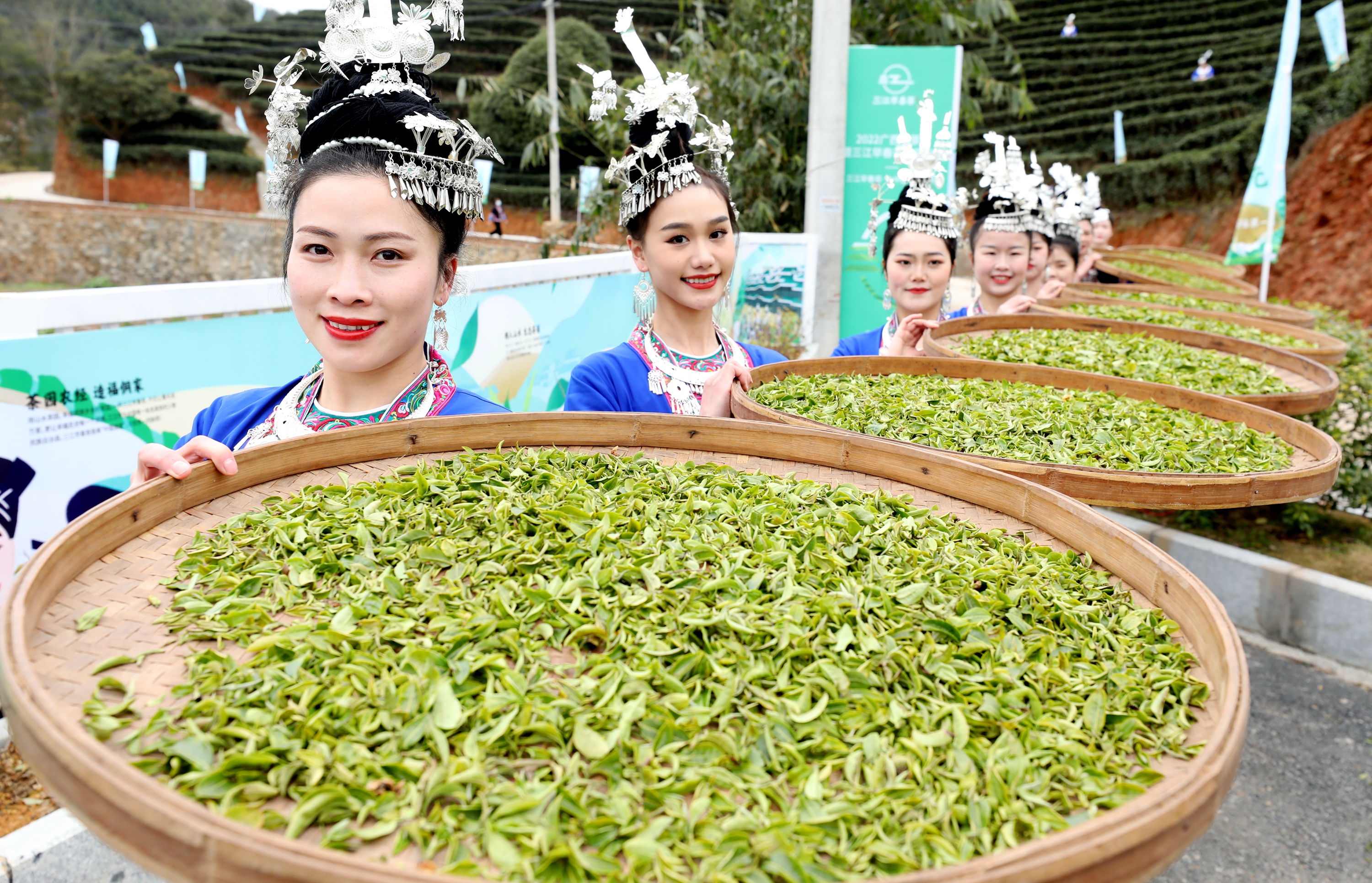 侗族姑娘采春茶