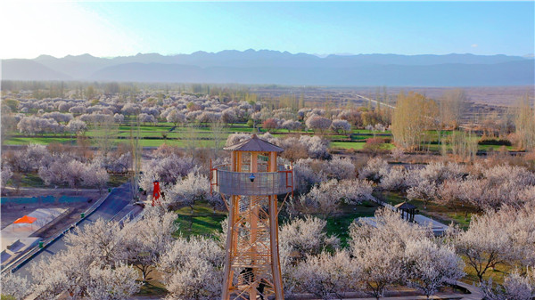 新疆柯坪杏花村里杏花开