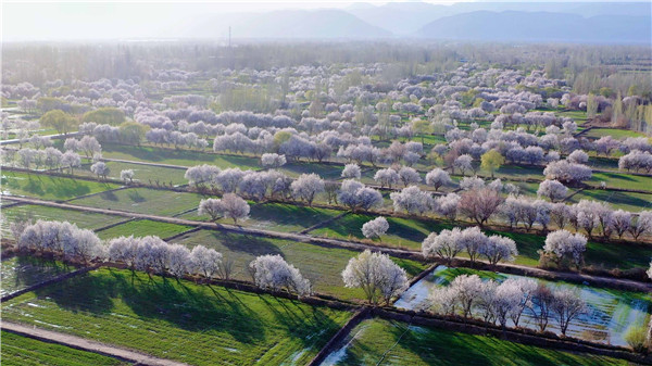 新疆柯坪杏花村里杏花开