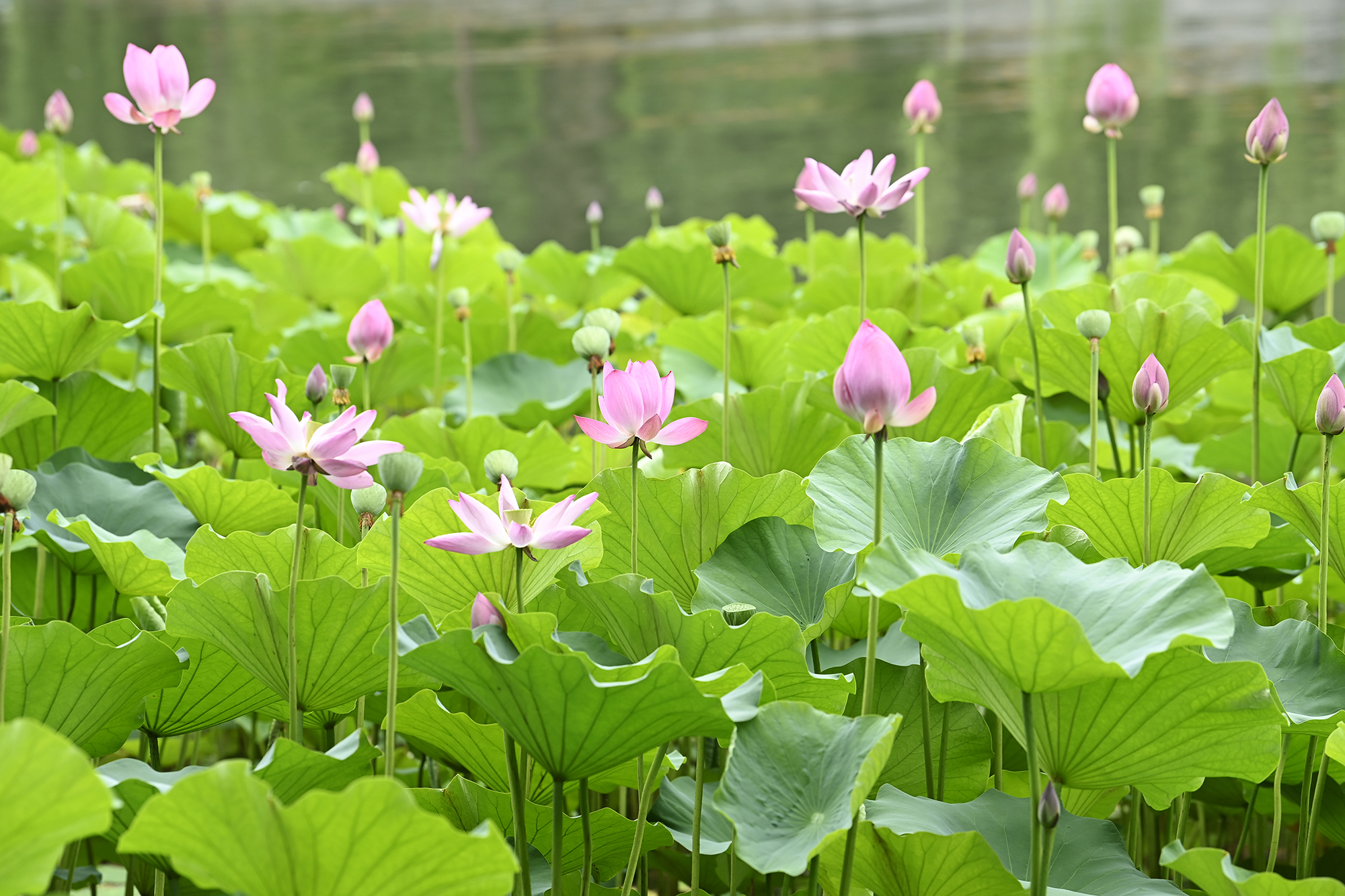 荷花映白塔北京北海公园荷花已入盛花期