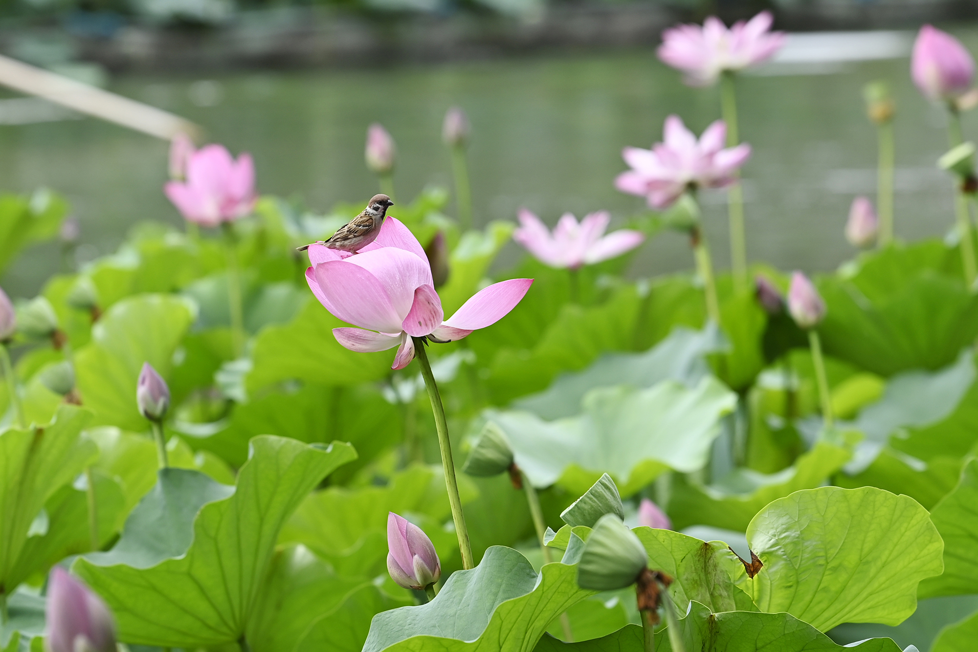 荷花映白塔北京北海公园荷花已入盛花期