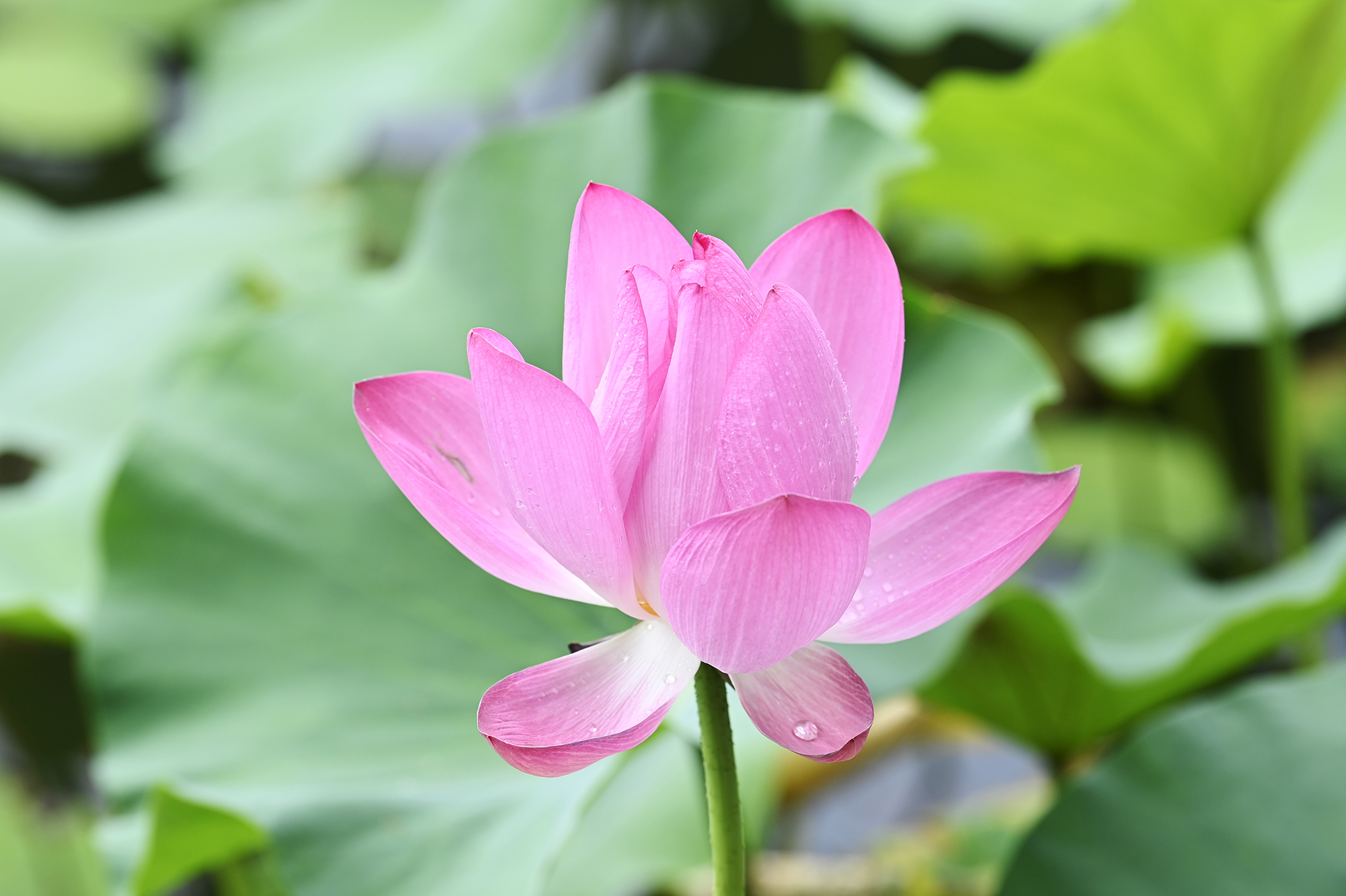 荷花映白塔北京北海公园荷花已入盛花期